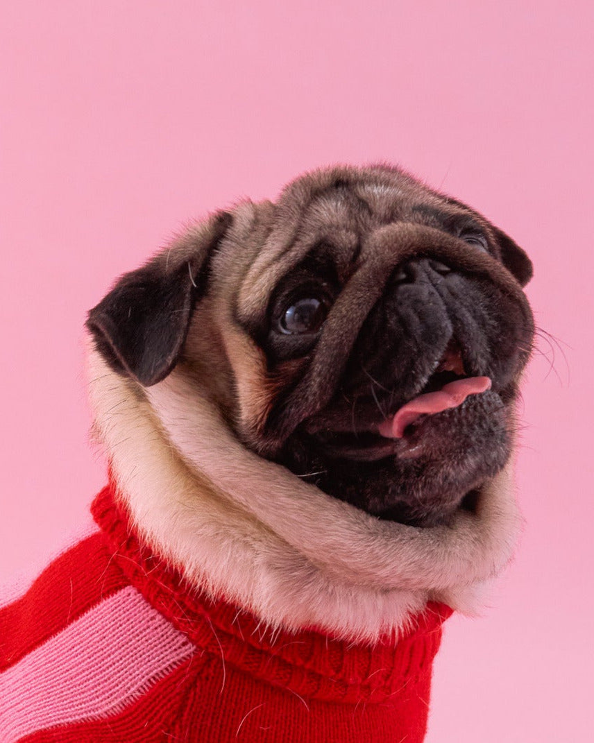 Pug wearing a red sweater on a pink background